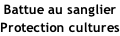Battue au sanglier Protection cultures